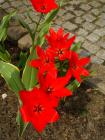 Czerwone Tulipany