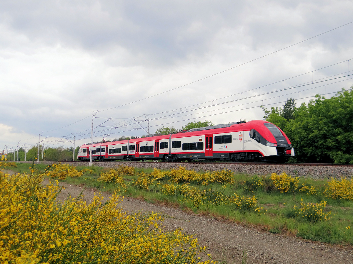EN76-039 pośród żarnowca miotlastego