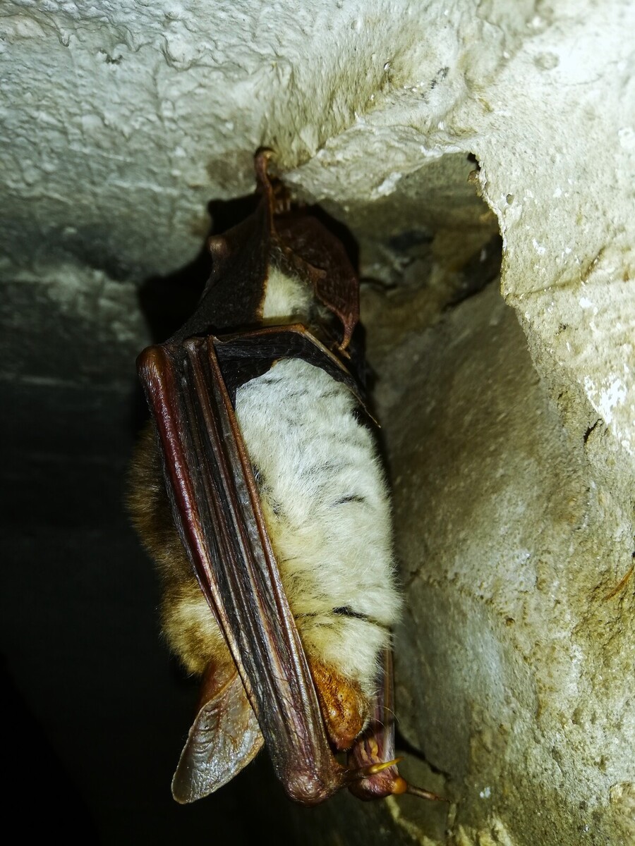 Gacek -