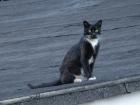 Kot na dachu - dachowiec
