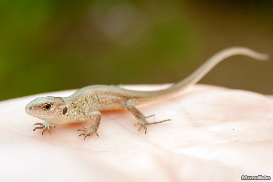 Mini jaszczurka
