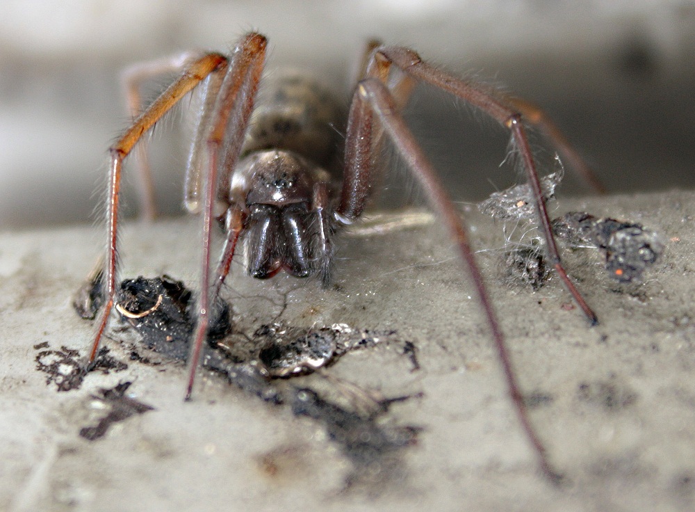 Kątnik większy (Tegenaria atrica)